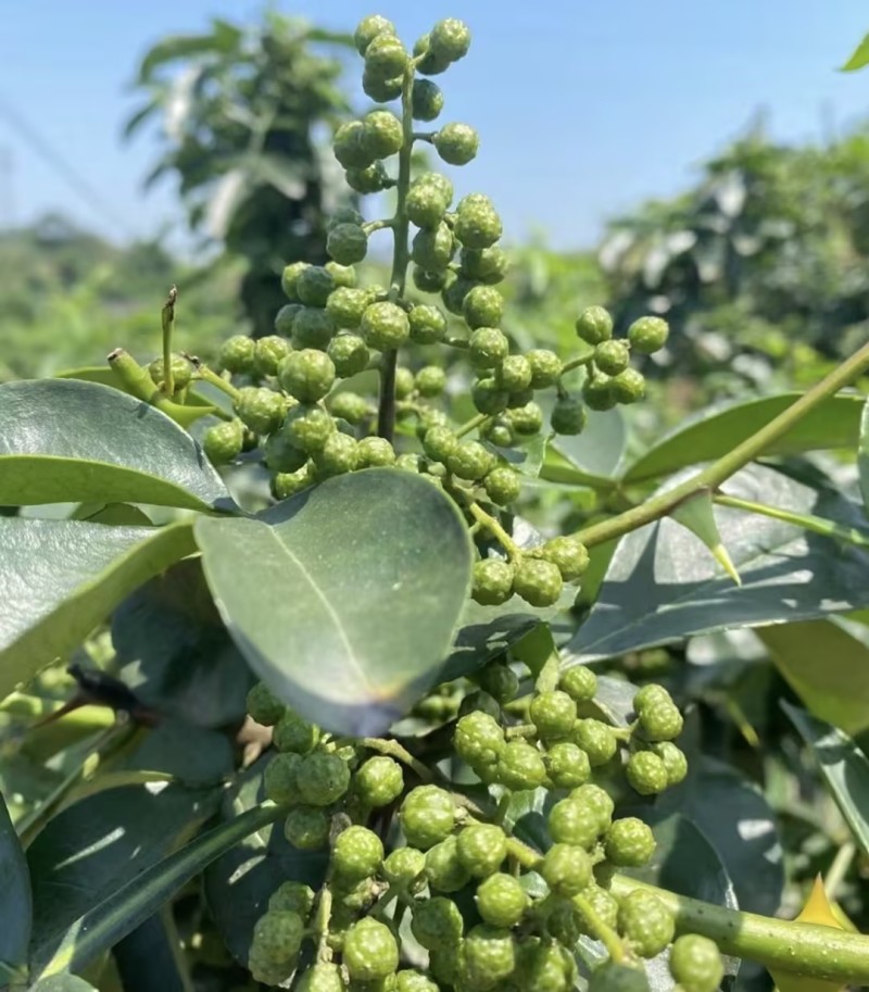 【热卖】陕西优质青花椒品质优良一手货源承接电商欢迎洽谈