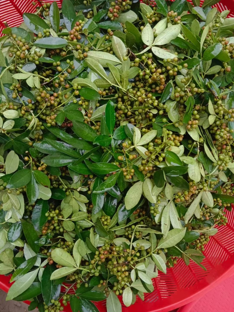 精品青花椒，颜色好质量优，常年供应，郑州。欢迎进店选购