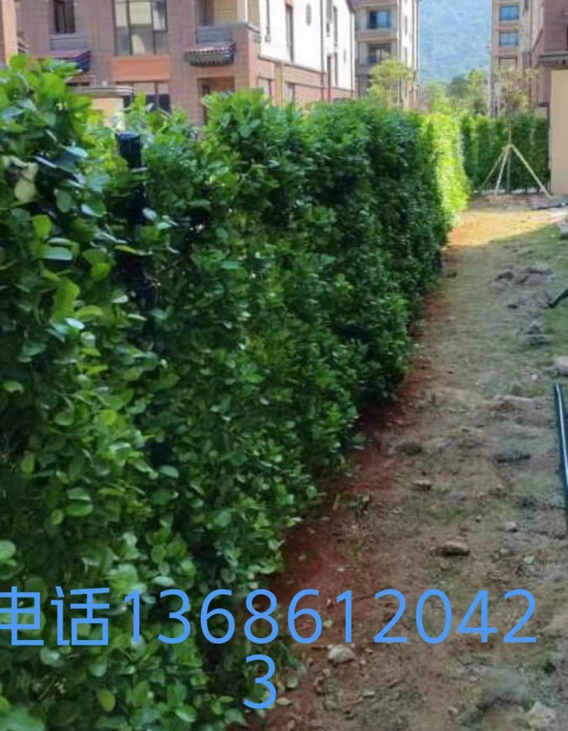 肇庆市景观榕树火山榕树种植基地大量供应规格齐全物美价廉