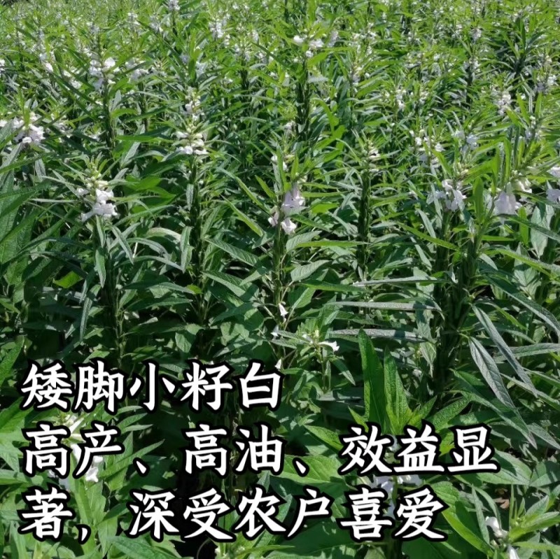 白芝麻种子，矮脚小籽，耐旱耐涝，抗倒，抗病强，基地专用
