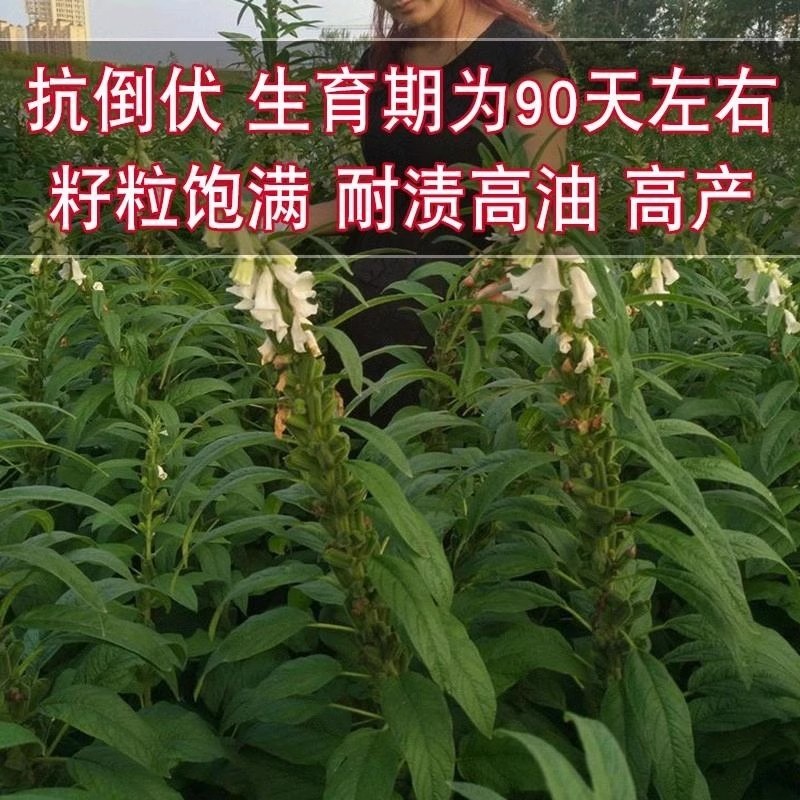 白芝麻种子，矮脚小籽，耐旱耐涝，抗倒，抗病强，基地专用