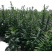 白芝麻种子，矮脚小籽，耐旱耐涝，抗倒，抗病强，基地专用