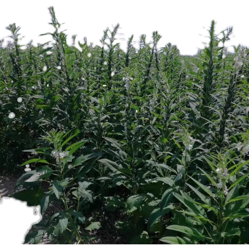 白芝麻种子，矮脚小籽，耐旱耐涝，抗倒，抗病强，基地专用