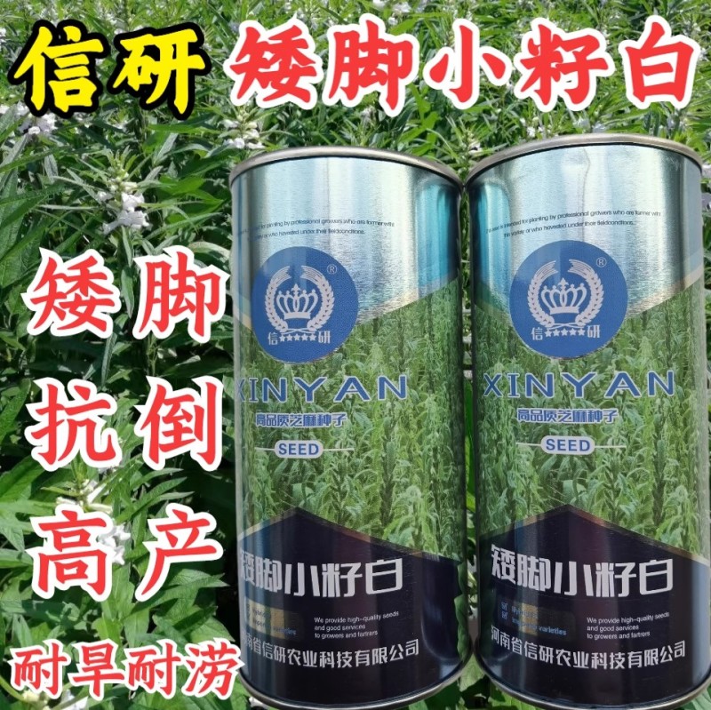 白芝麻种子，矮脚小籽，耐旱耐涝，抗倒，抗病强，基地专用