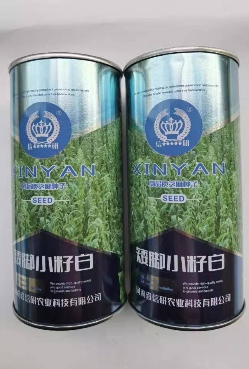 白芝麻种子，矮脚小籽，耐旱耐涝，抗倒，抗病强，基地专用