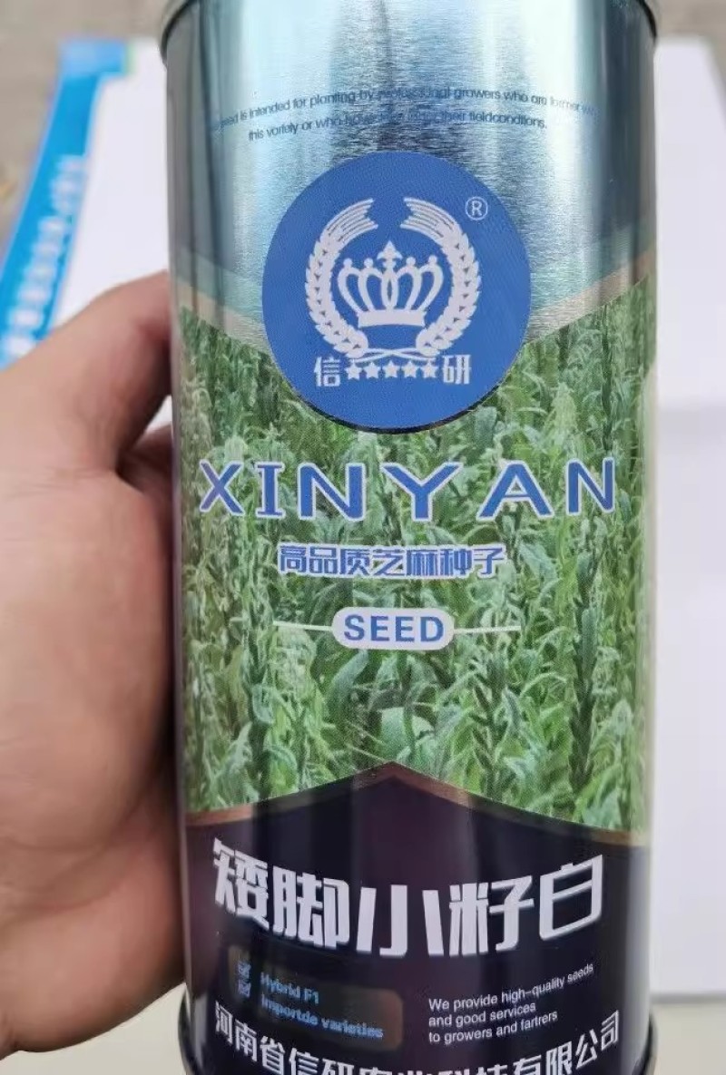 白芝麻种子，矮脚小籽，耐旱耐涝，抗倒，抗病强，基地专用