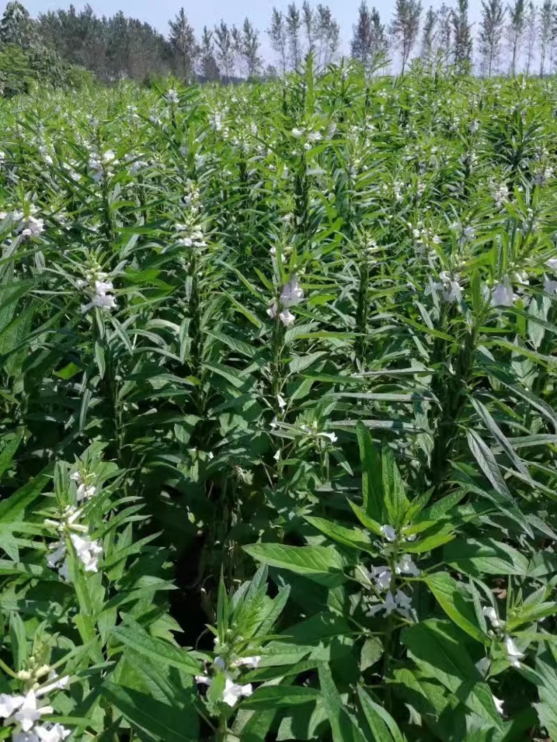 白芝麻种子，矮脚小籽，耐旱耐涝，抗倒，抗病强，基地专用