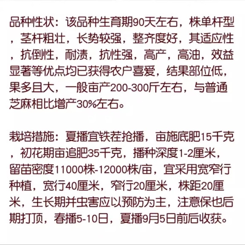 白芝麻种子，矮脚小籽，耐旱耐涝，抗倒，抗病强，基地专用