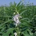 白芝麻种子，矮脚小籽，耐旱耐涝，抗倒，抗病强，基地专用