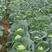 水果甘蓝种子早熟深绿色宣菜黄心圆包菜春秋基地种植