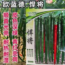 黑皮线椒种子，青红两用，耐热耐湿，顺直光亮，皮色深绿