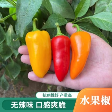 水果椒种子,彩色辣椒种子,爽脆酸甜,无辣味,抗病,耐运输