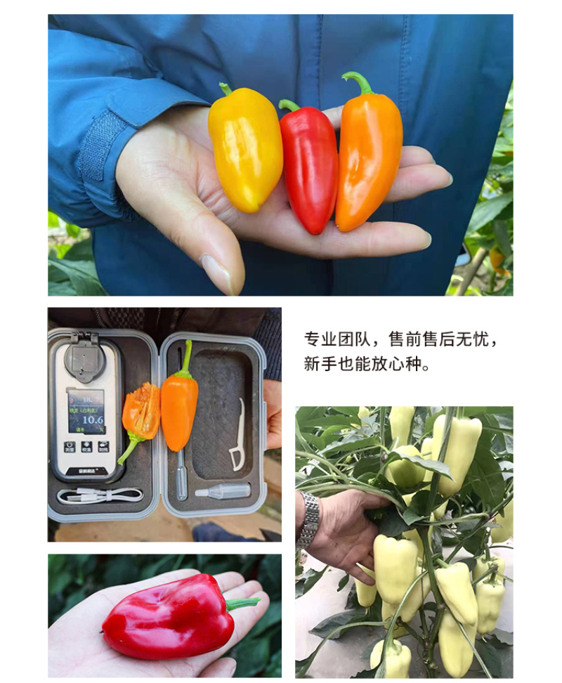 水果椒种子，彩色辣椒种子，爽脆酸甜，无辣味，抗病，耐运输