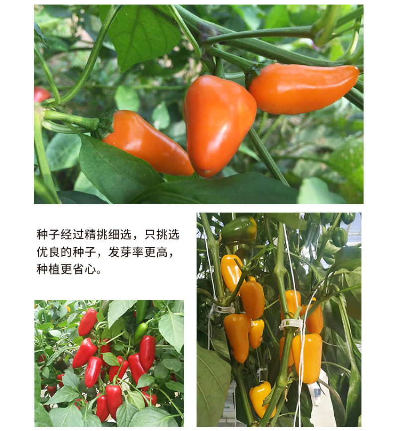 水果椒种子，彩色辣椒种子，爽脆酸甜，无辣味，抗病，耐运输