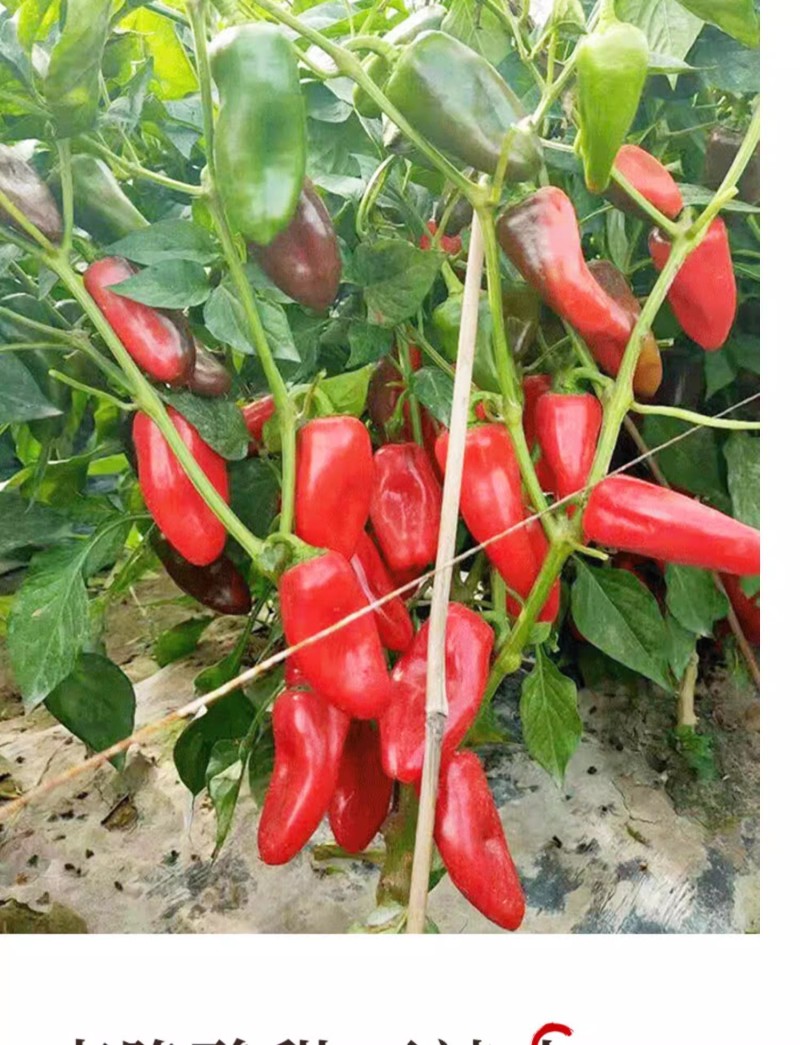 水果椒种子，彩色辣椒种子，爽脆酸甜，无辣味，抗病，耐运输