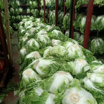 白菜大量供应冷库里大白菜现货量大从优价格优惠