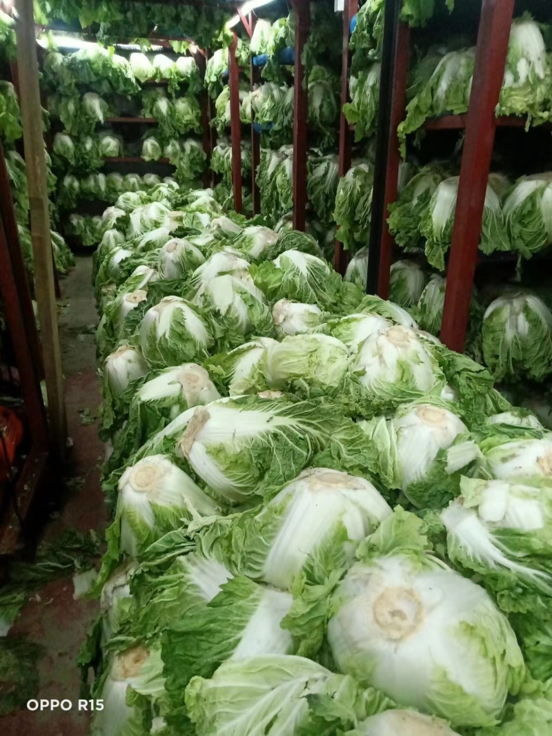 白菜大量供应冷库里大白菜现货量大从优价格优惠