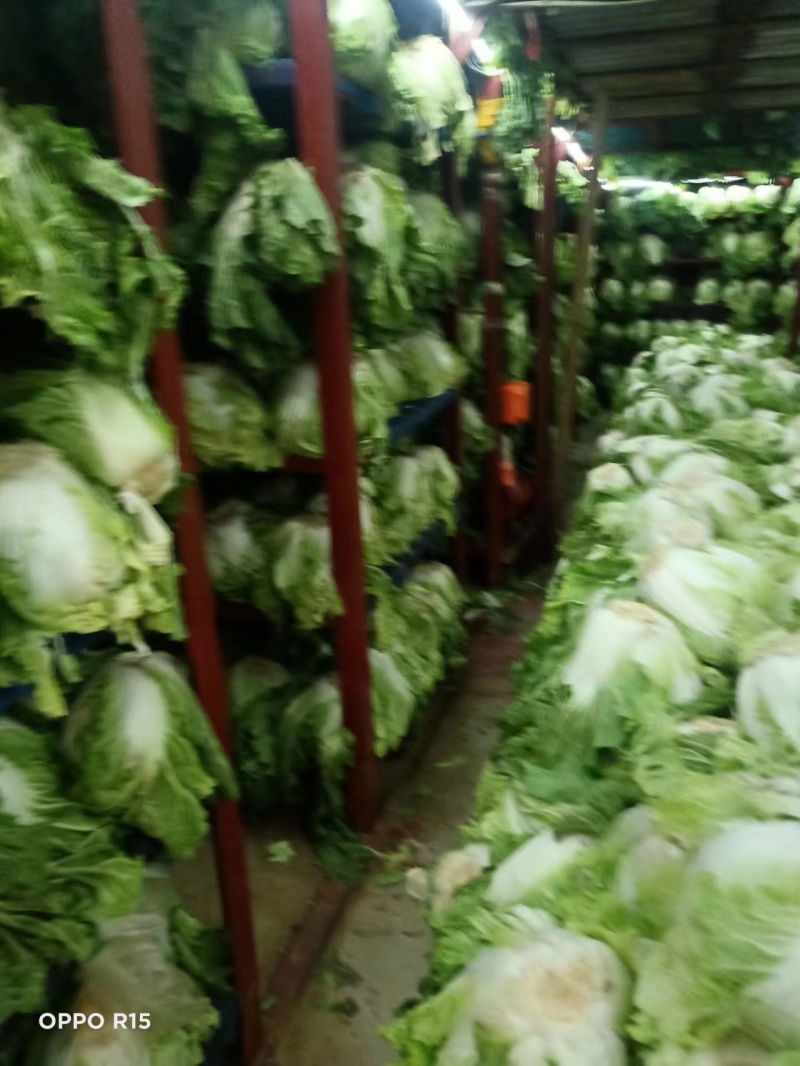 白菜大量供应冷库里大白菜现货量大从优价格优惠