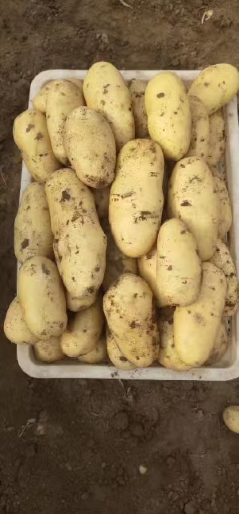 土豆大量现货量大从优价格优惠欢迎电话联系沟通