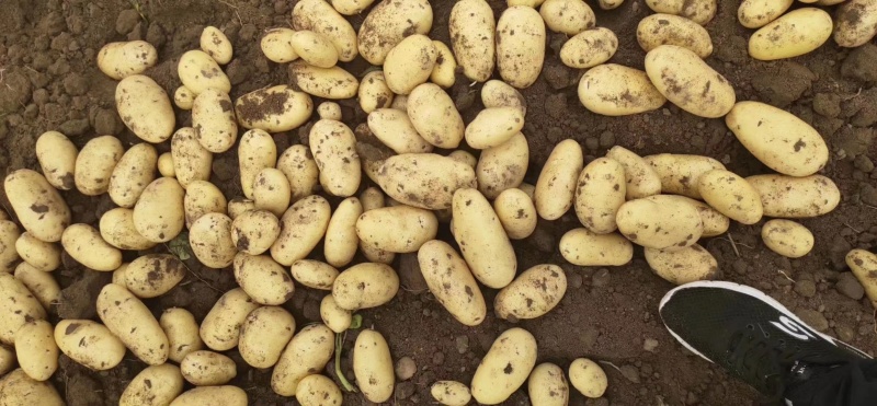 土豆大量现货量大从优价格优惠欢迎电话联系沟通