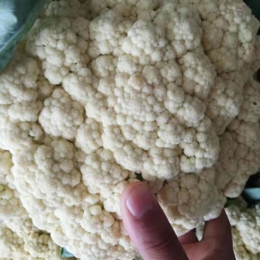 菜花现货量大从优价格优惠支持视频看货欢迎电话