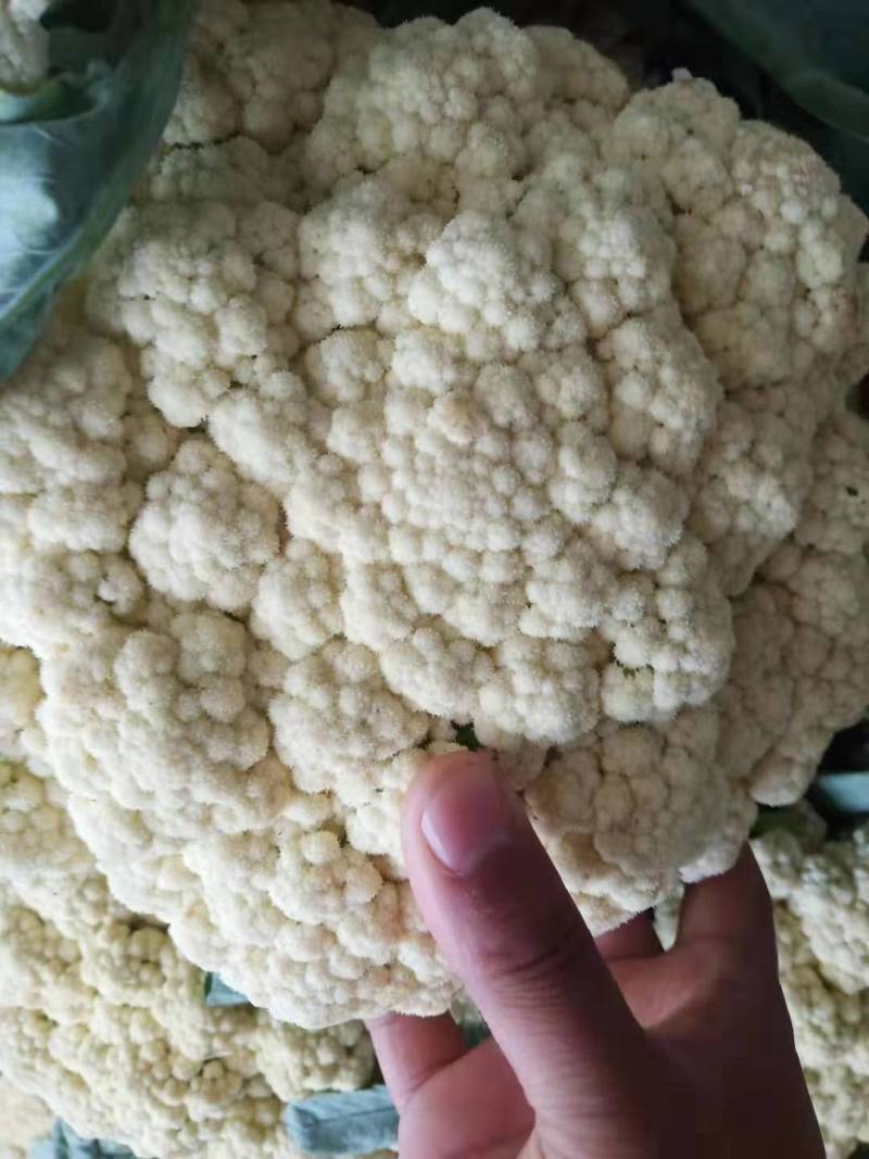 菜花现货量大从优价格优惠支持视频看货欢迎电话