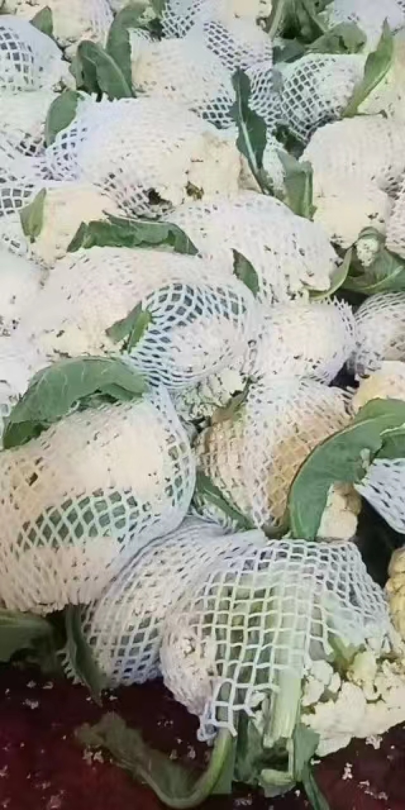 菜花现货量大从优价格优惠支持视频看货欢迎电话