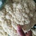 菜花现货量大从优价格优惠支持视频看货欢迎电话