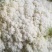 菜花现货量大从优价格优惠支持视频看货欢迎电话