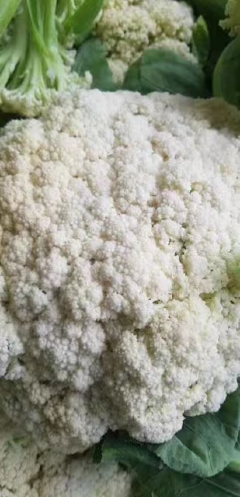 菜花现货量大从优价格优惠支持视频看货欢迎电话
