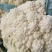 菜花现货量大从优价格优惠支持视频看货欢迎电话
