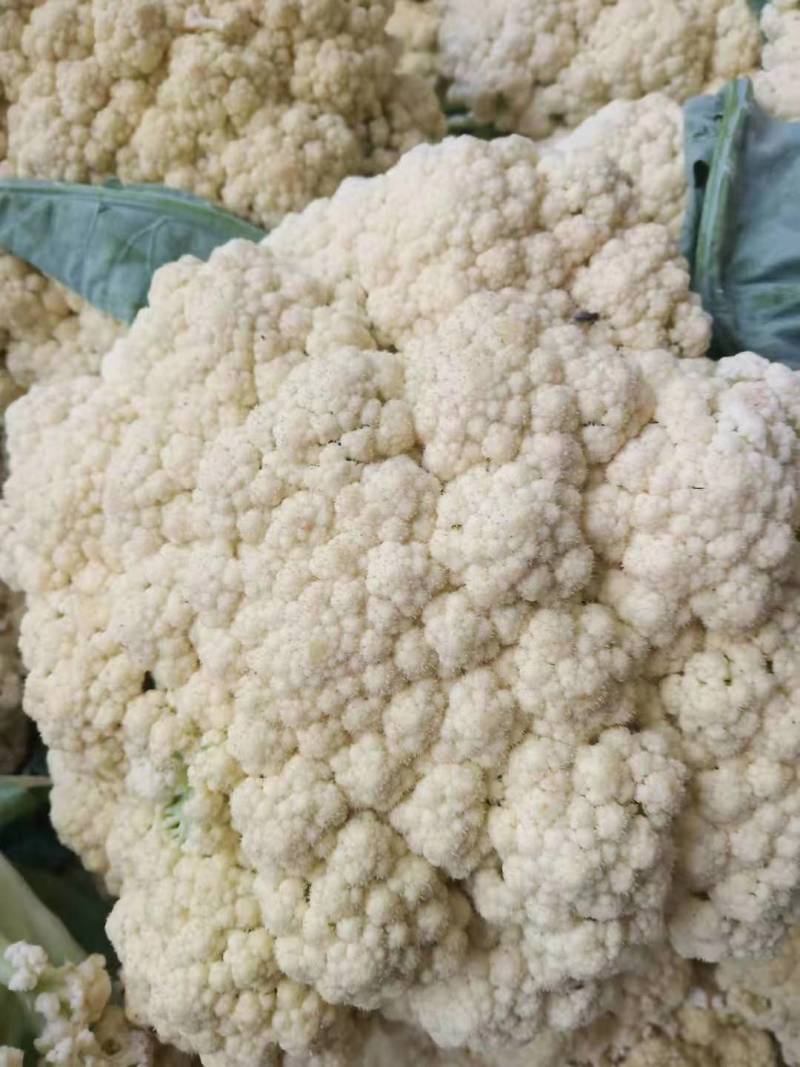 菜花现货量大从优价格优惠支持视频看货欢迎电话