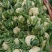 菜花现货量大从优价格优惠支持视频看货欢迎电话
