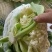 菜花现货量大从优价格优惠支持视频看货欢迎电话