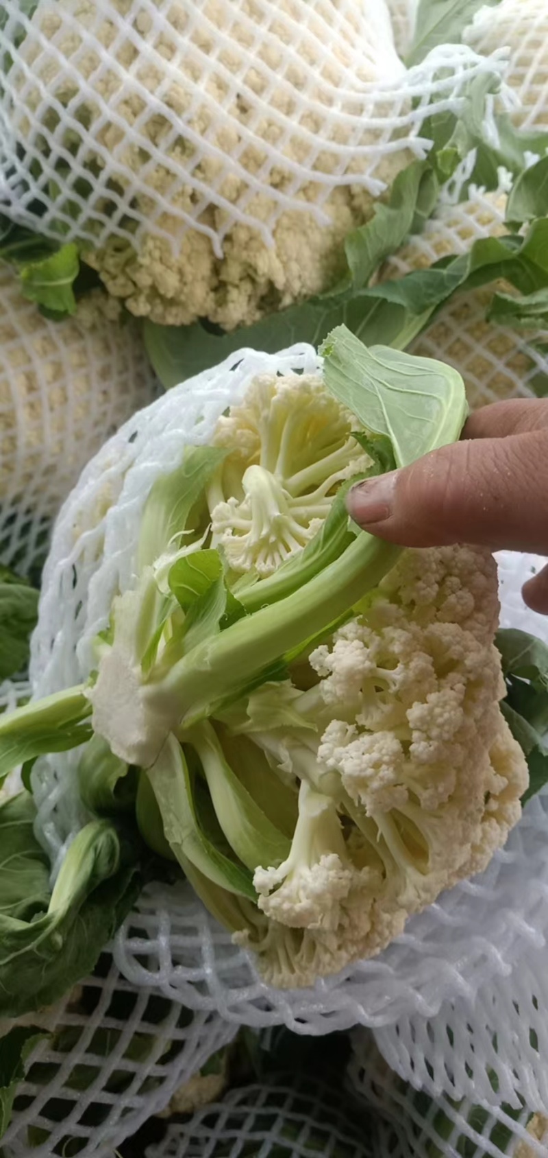菜花现货量大从优价格优惠支持视频看货欢迎电话