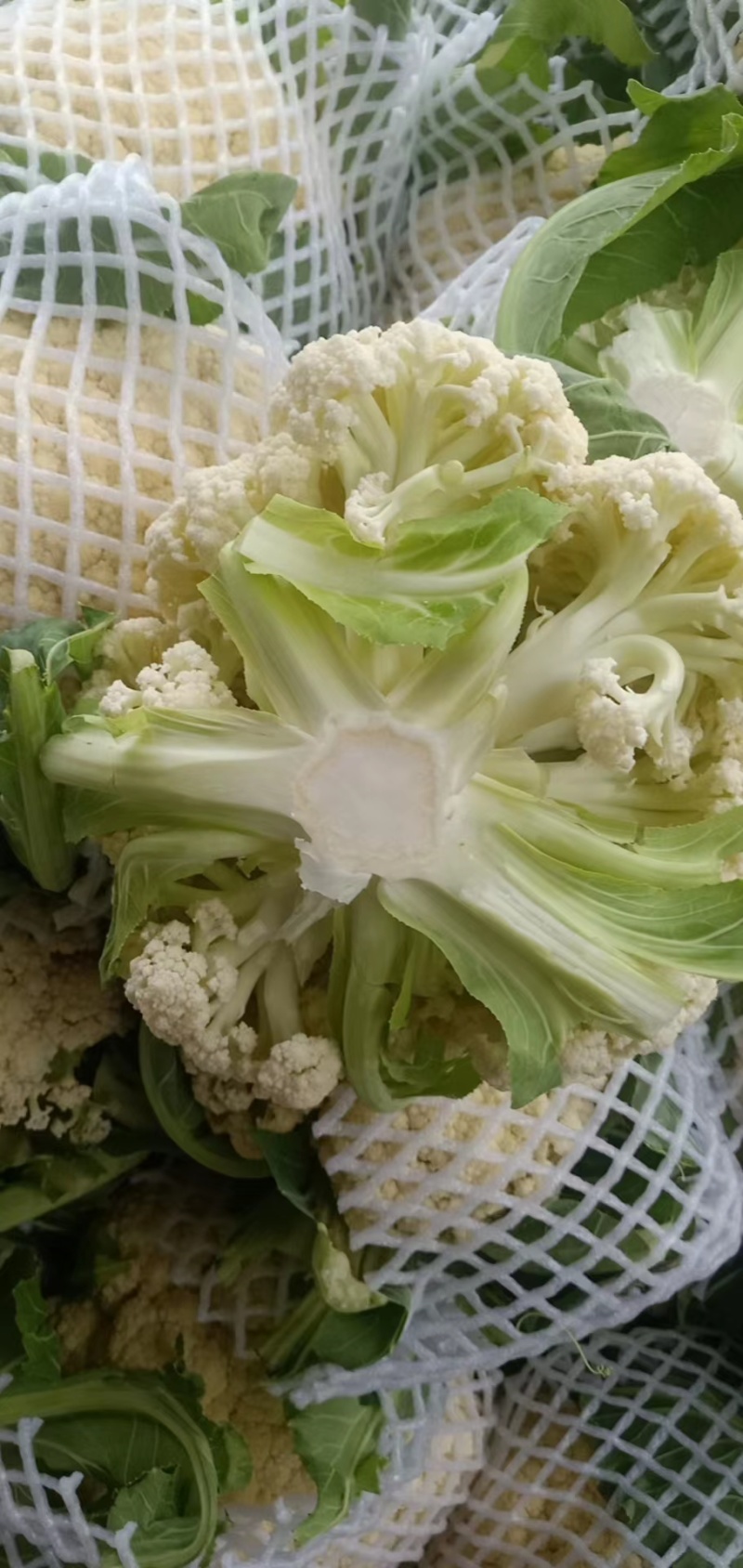 菜花现货量大从优价格优惠支持视频看货欢迎电话