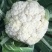 菜花现货量大从优价格优惠支持视频看货欢迎电话
