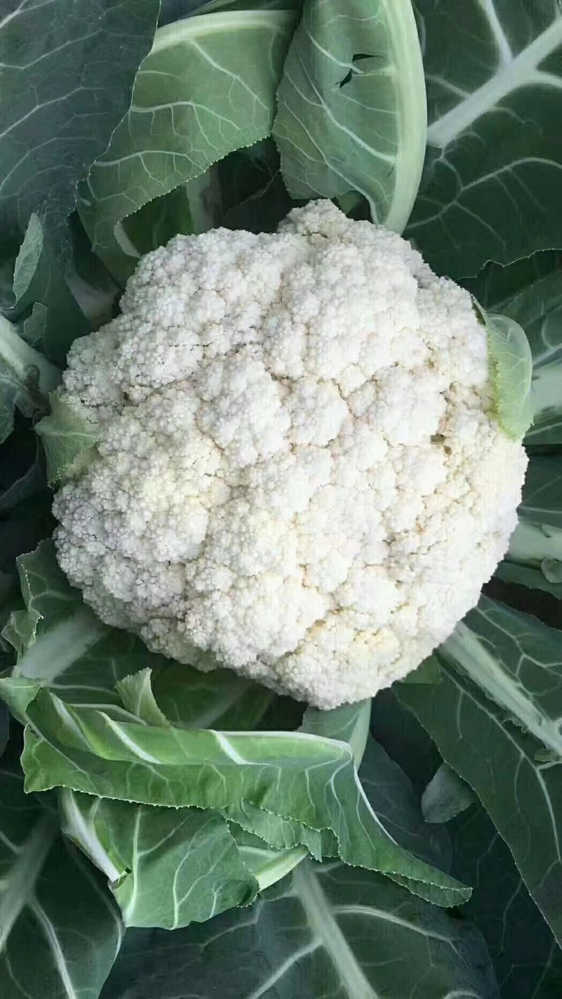 菜花现货量大从优价格优惠支持视频看货欢迎电话