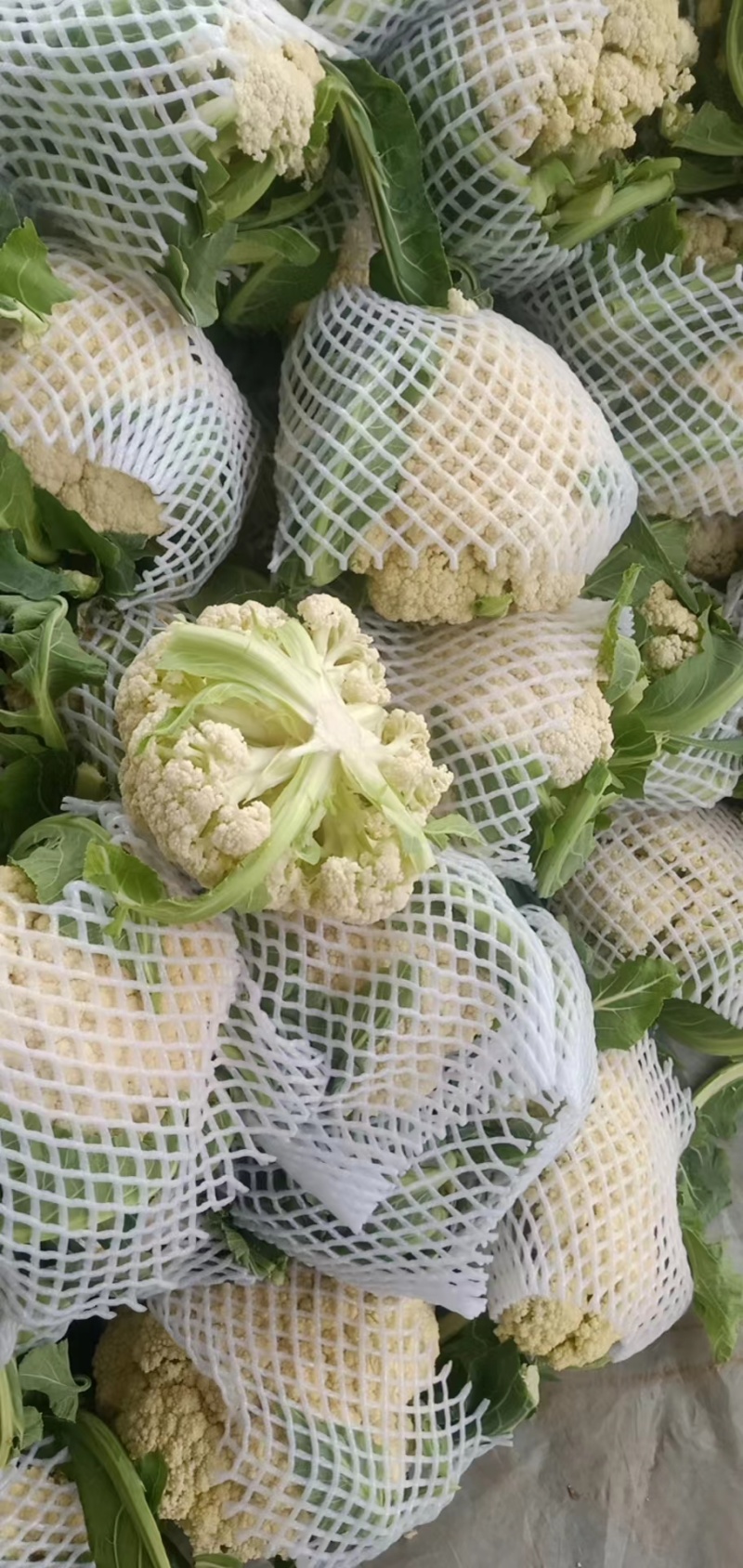 菜花现货量大从优价格优惠支持视频看货欢迎电话
