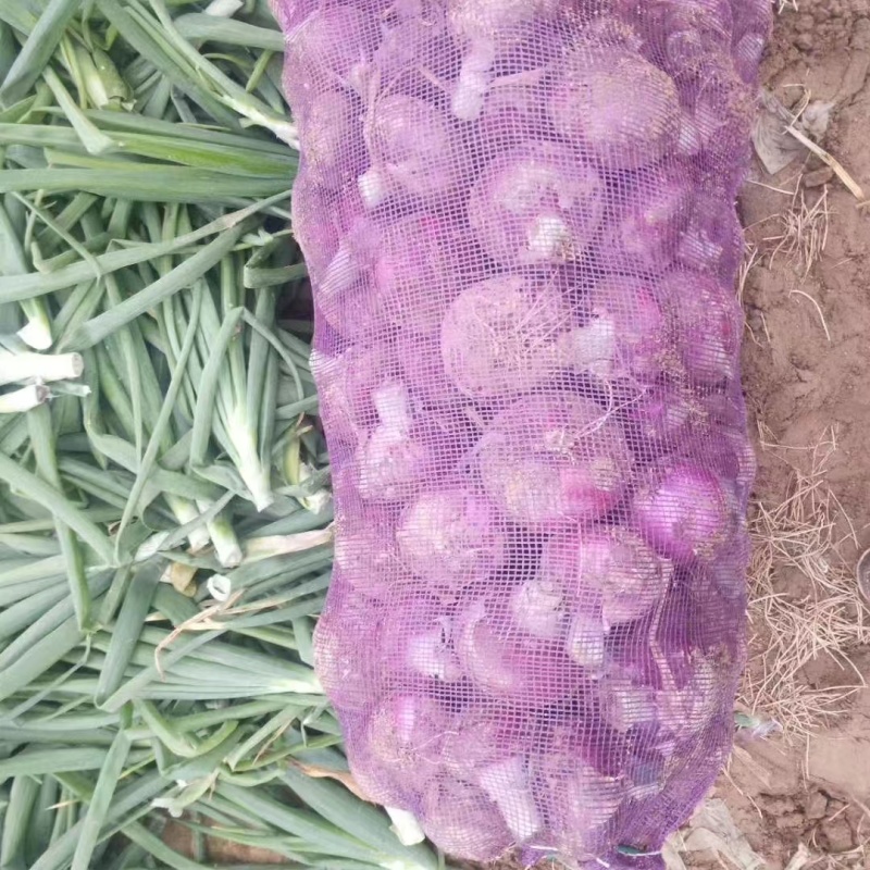 洋葱紫皮洋葱大量现货现货现发价格优惠欢迎电话联系咨询