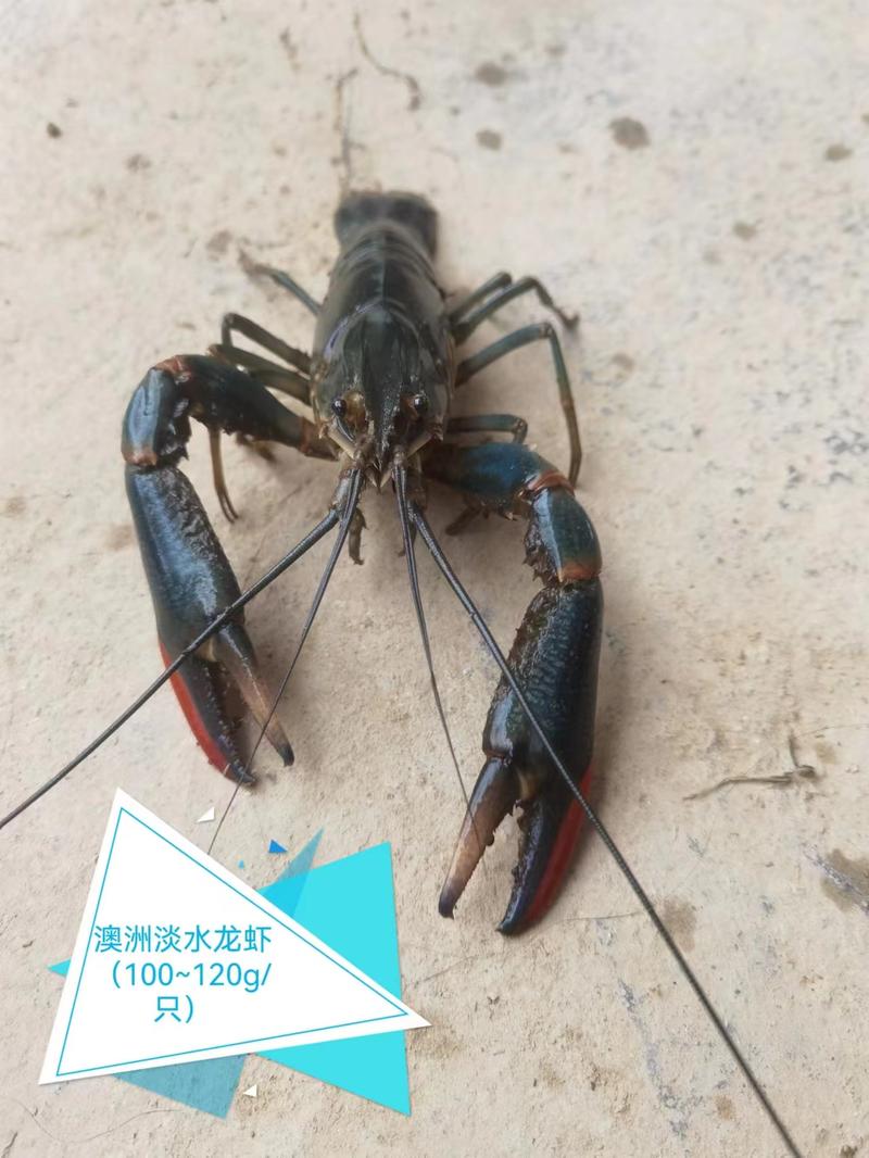 【推荐】澳洲淡水龙虾/蓝龙虾1.5两以上产地直发