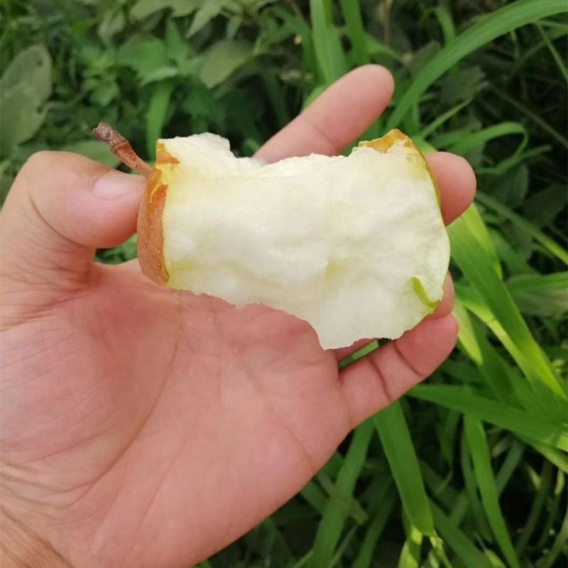 【好货】梨山西红香酥梨大量供应对接全国市场电商商超