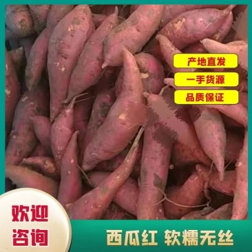 河南南阳红薯大量上市西瓜红烟薯品类全价格好可对接商超