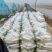 精品白萝卜大量供应产地直发一手货源量大从优