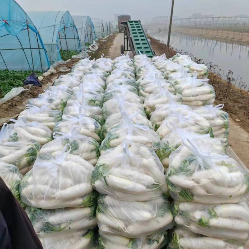 精品白萝卜大量供应产地直发一手货源量大从优