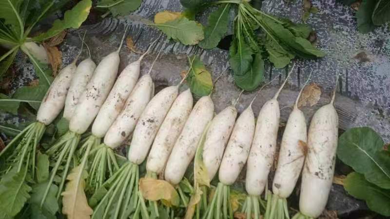 精品白萝卜大量供应产地直发一手货源量大从优