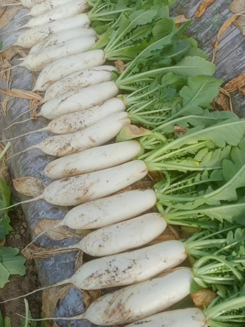 精品白萝卜大量供应产地直发一手货源量大从优