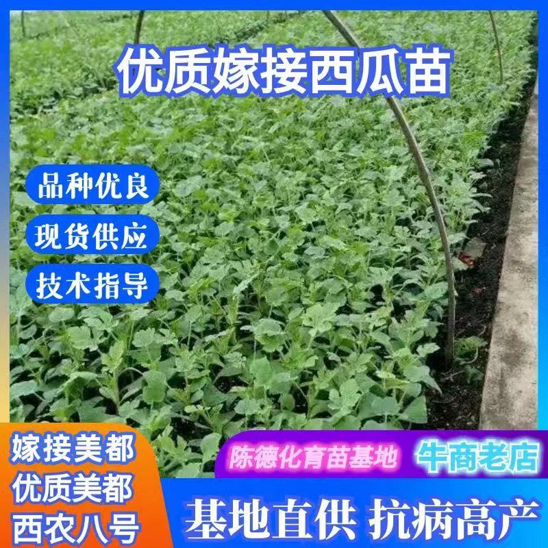 嫁接西瓜苗品种齐全，8424，美都，西农八号，育苗基地直供