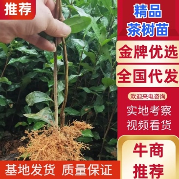 龙井43苗、福建万源茶树基地直发、欢迎订购