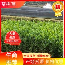 中茶108、福建万源茶树苗基地品种多，欢迎订购